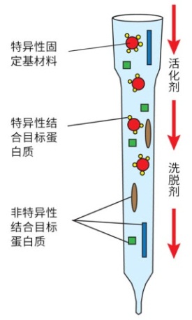 說明: \\211.5.6.241\#market\#部門中轉(zhuǎn)\5-2018年郵件PDF版資料\2018年MDD供稿\2018MDD重點項目資料美化制作\1-百靈威蛋白質(zhì)親和層析系列產(chǎn)品\使用圖片.jpg